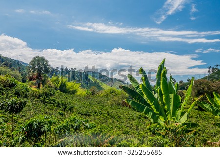 Coffee farm and plantations landscape in Manizales, Colombia