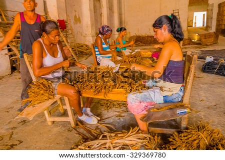 SANTA CLARA, CUBA - SEPTEMBER 08, 2015: Handmade cigar preparation and selection of tobacco leaves