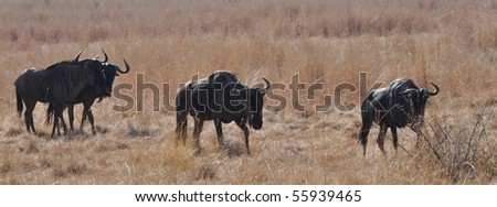 Wildebeast on the Move