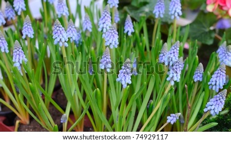 The Muscari have originated in the old world, from the Mediterranean basin, the Center and South of Europe, Northern Africa, the West, Center and South-West of Asia.