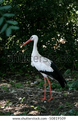 Amsterdam  on Black White Stork Amsterdam Zoo Stock Photo 50819509   Shutterstock