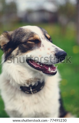 Beautiful portrait of a adorable dog. Curious look of this mixed-breed dog but he looks like a eskimo dog.