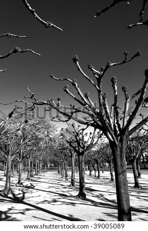 Black trees without leaves in the park