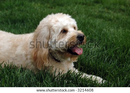 Friendly dog lying on a lawn