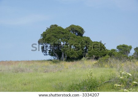 Green meadow with trees on top of hill