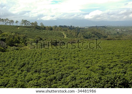 Huge coffee plantation in Central America
