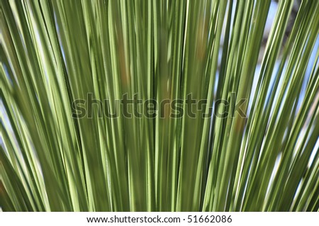 Closeup of tall grass growing in fan shape