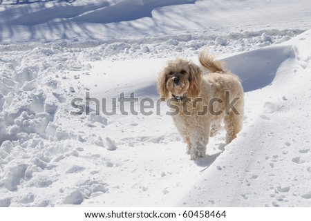 Cute Goldendoodle dog with snow on his face standing in fresh deep snow on a bright, sunny winter day