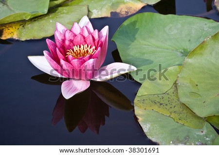 single pink water lily floating around lily pads