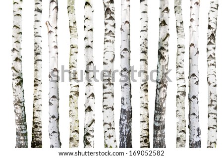Natural Background - Birch - Wallpaper