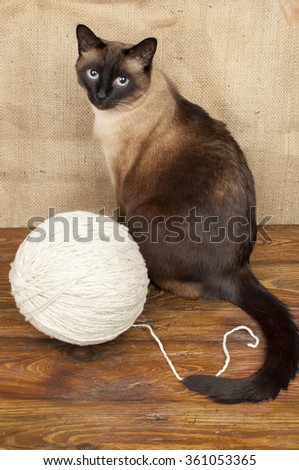 siamese cat and ball of wool
