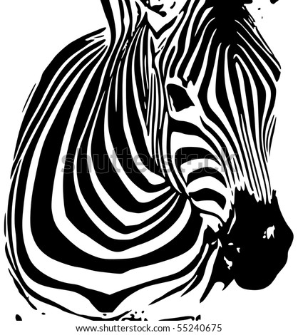 black and white pictures of zebras. stock photo : lack and white