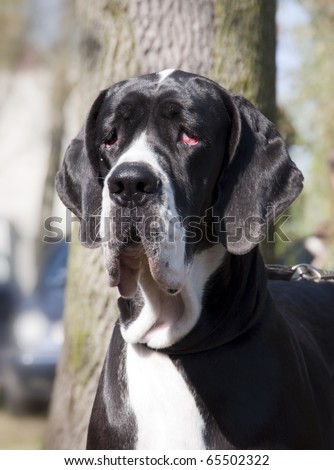 Black Great Danes on Big Black Great Dane On Dogs Exhibition Stock Photo 65502322