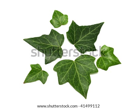 Ivy Leaves Stock Photo 41499112 : Shutterstock