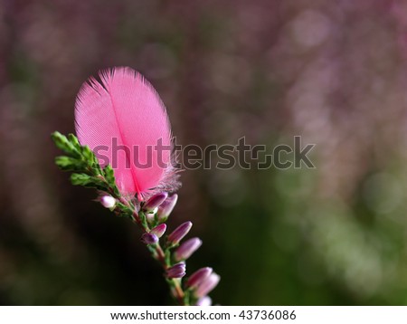 Pink Feather And Heather