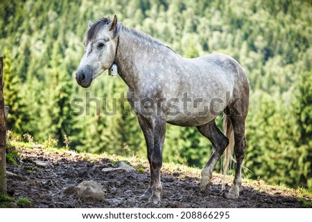 Gray horse in Carpathian mountains.