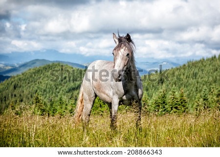 Wild Gray horse in Carpathian mountains.