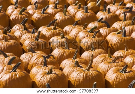 Pumpkins in pumpkin patch