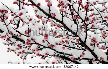 Cherry blossom in snow