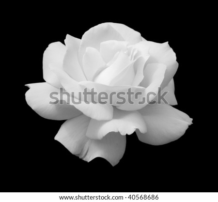 white Rose on black Background