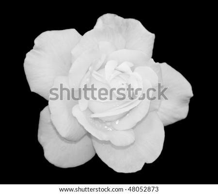 black and white rose backgrounds. Black And White Rose