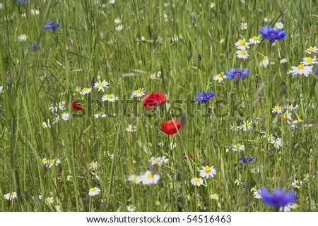 Poppy, camomile and cornflower to a field edge
