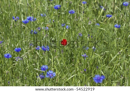 Cornflowers with poppies in a field edge