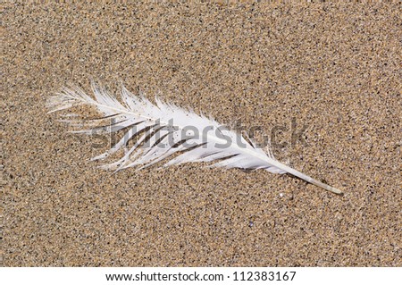Single white sea gull feather washed up on the beach.  Ragged and battered.
