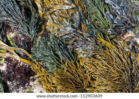 Dramatic community of yellow, green, red and brown seaweeds on a rock ion the Atlantic coast of Galicia, Spain.