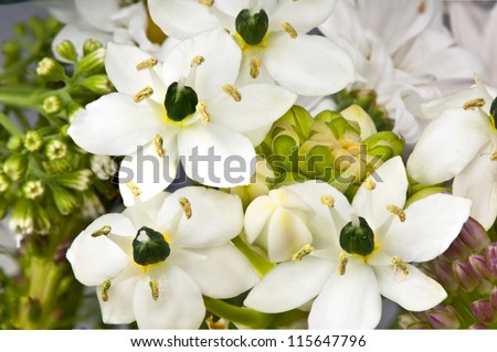 Macro of the Arabian Star Flower (Ornithogalum arabicum)  flowers showing fine details of the prominent ovary, yellow stamens and six white petals