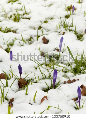 Spring purple crocuses in England surrounded by melting snow