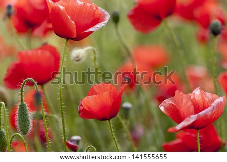 Close up of summer poppies (Papaver rhoeas) with open flowers, buds and seed heads.  In an oat field in central Spain in June.