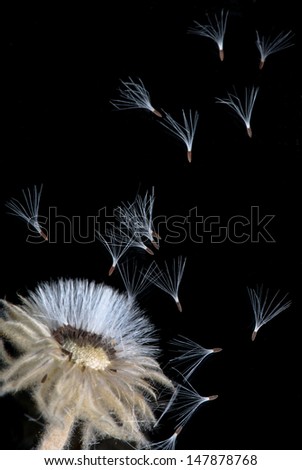 Windbourne seeds with fine parachute hairs blowing out of a dried out flower isolated on black.