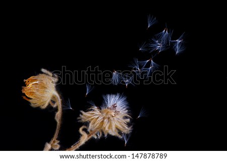 Windbourne seeds with fine parachute hairs blowing out of a dried out flower isolated on black.