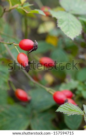 Bright red Autumn rose hips against green leaves. England.