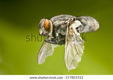 Macro of unidentified Dipteran fly, similar to a house fly, in flying position.  Fine details of eyes, wings and body hairs.  Against a green background.
