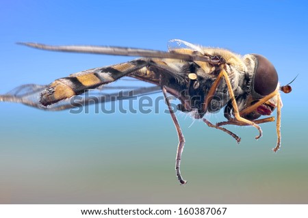 Detailled macro of a common garden hover-fly, Episyrphus balteatus, in simulated flight.