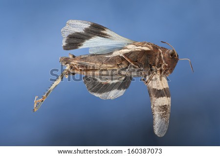 Grasshopper with blue wings, Oedipoda caerulescens, apparently flying through the air with blue sky behind, wings outstretched. Side view.