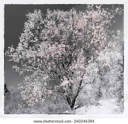 Almond tree, growing wild in Spain, covered in pink flowers.  Processed with a border, as an old black and white print with the flowers hand coloured