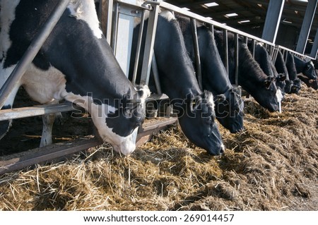 Line of Black and white Holstein Friesian dairy cattle eating hay and silage through metal bars from a barn.