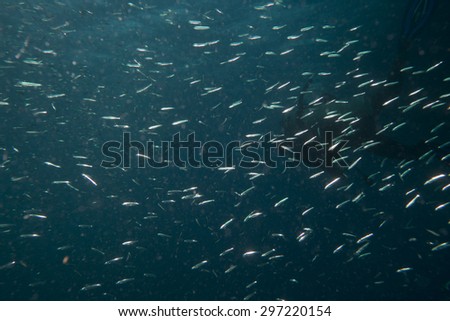 Thousands of small fish caught by the flash on a night dive in the Red Sea near Sharm el Sheikh.  A diver is just visible behind the fish.