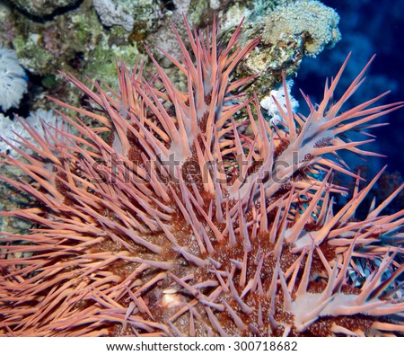 Crown of Thorns starfish, Acanthaster planci, on a Red Sea reef near Sharm el Sheikh.  Showing details of the fierce venomous protective spines and skin of this predator of corals.