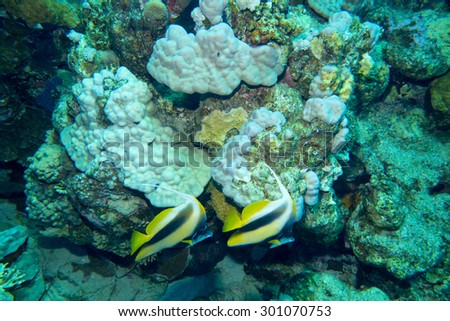 Pair of Red Sea Bannerfish, Heniochus intermedius, swimming past a reef with good growth of the reef building coralline alga, Porolithon onkodes and a thin layer of algal turf food for many reef fish.