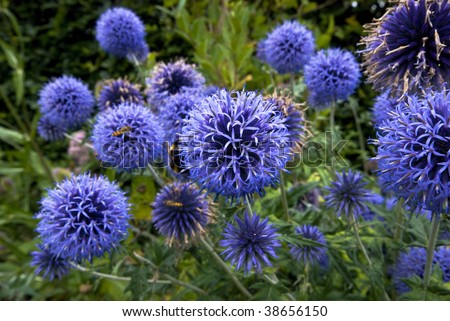 Blue Echinops