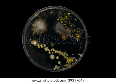 A Petrie dish with a mixed culture of colourful bacteria, fungi and actinomycetes grown from dirty hands and house dust.