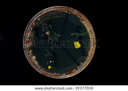 A Petrie dish with a mixed culture of colourful bacteria and actinomycetes grown from dirty hands and house dust.