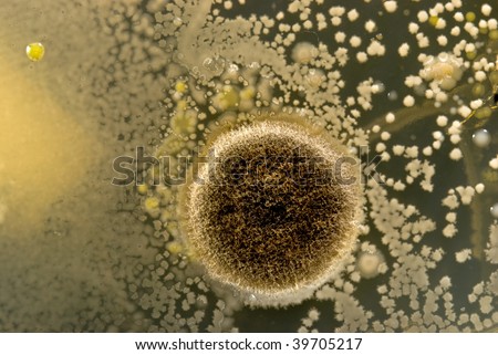 A fungal colony surrounded by bacterial  colonies from dirty hands and house dust on a nutrient agar petrie dish.