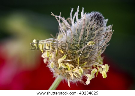 A plantain flower head (Plantago sp)