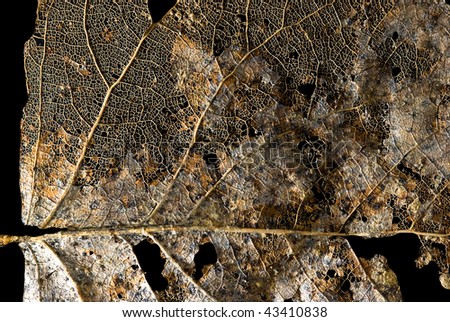 Detail of a Poplar (Populus sp) leaf skeleton isolated on black.