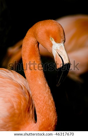 Head, neck and back of a flamingo, Phoenicopterus ruber